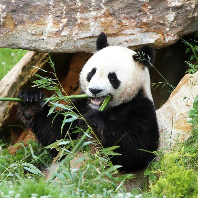 ZooParc de Beauval